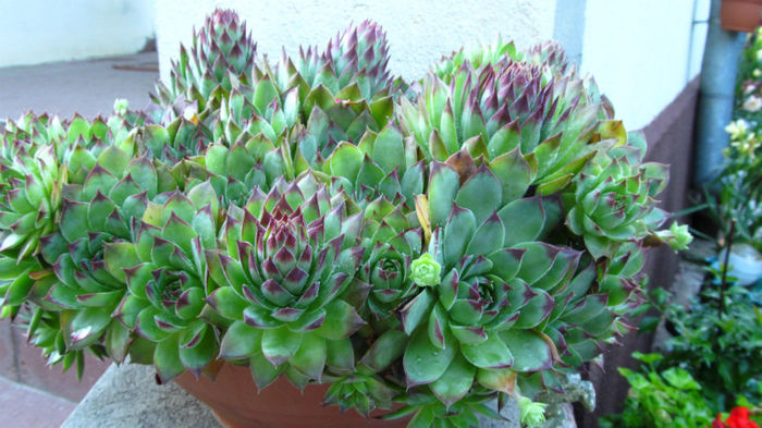 IMG_1608 - iunie in gradina 2013