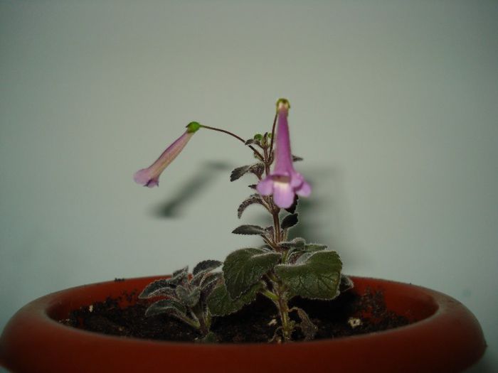 Tinkerbells - SINNINGIA 2013