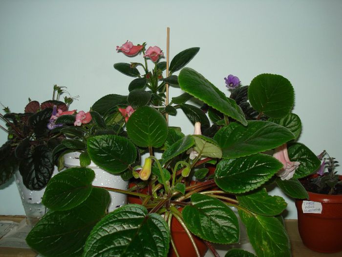 DSC07763 - SINNINGIA 2013