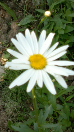 19.06.2013 au aparut si ele