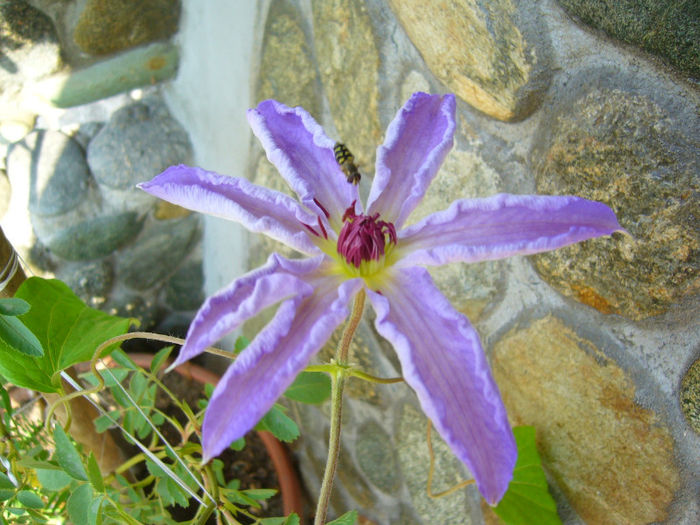 P1080907 - FLORI 2013