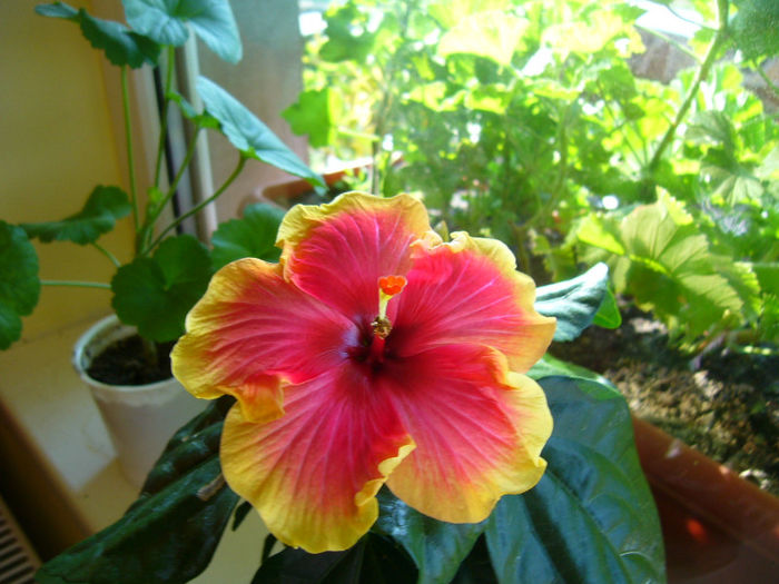 P1080905 - FLORI 2013