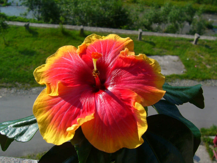 P1080906 - FLORI 2013