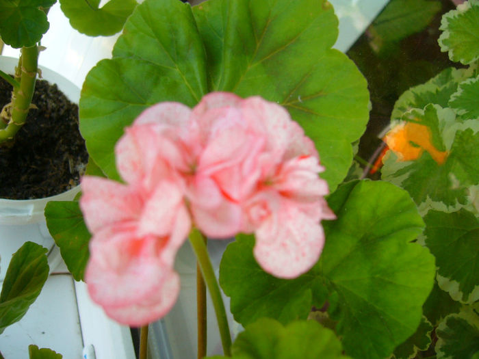 P1080908 - FLORI 2013