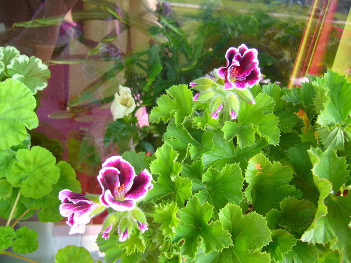 P1080909 - FLORI 2013