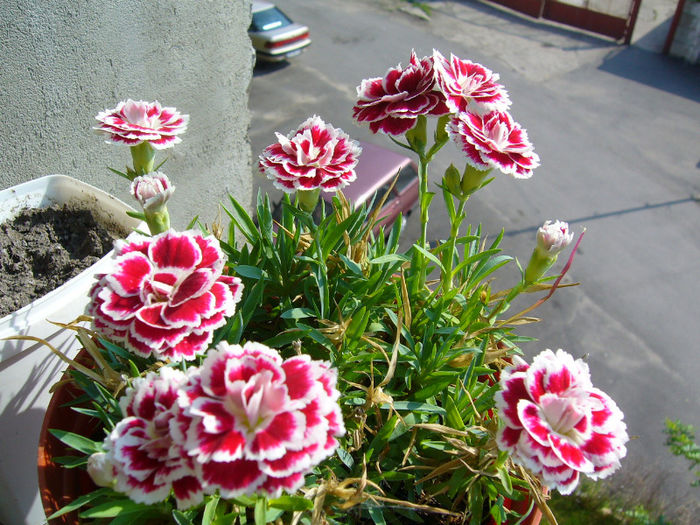 P1080910 - FLORI 2013