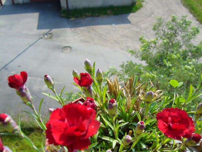 P1080911 - FLORI 2013