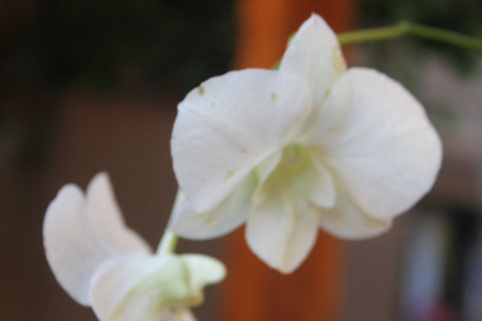 Dendrobium phalaenopsis alb pur