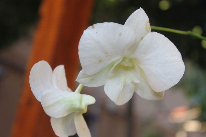 Dendrobium phalaenopsis alb pur