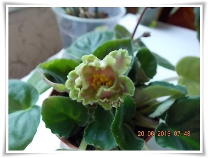 DSCN6787 - flori diverse 2013