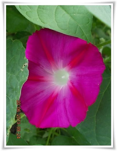 DSCN6862 - flori diverse 2013