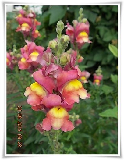 DSCN6857 - flori diverse 2013