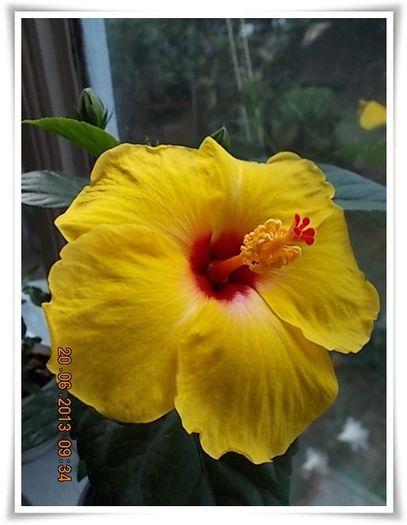 DSCN6867 - flori diverse 2013