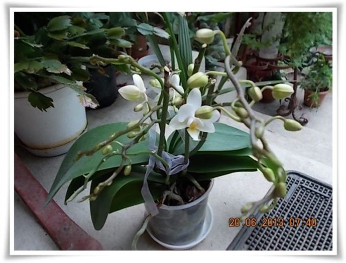 DSCN6778 - flori diverse 2013