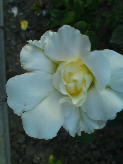 048 - Pozele anului 2013