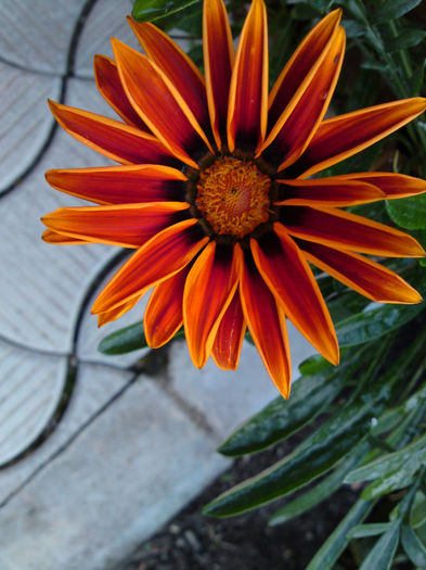 054 - Pozele anului 2013