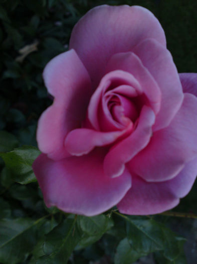 055 - Pozele anului 2013