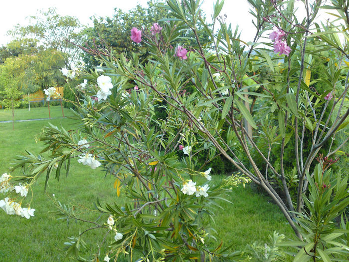 056 - Pozele anului 2013