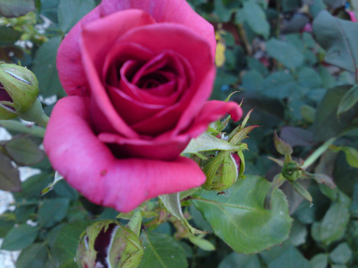 058 - Pozele anului 2013