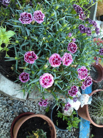 059 - Pozele anului 2013