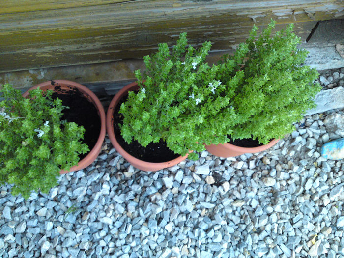 061 - Pozele anului 2013