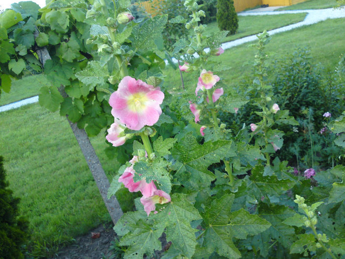 067 - Pozele anului 2013