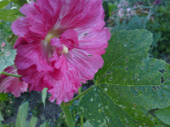 068 - Pozele anului 2013