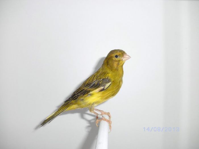 BILD0074 - canari2013