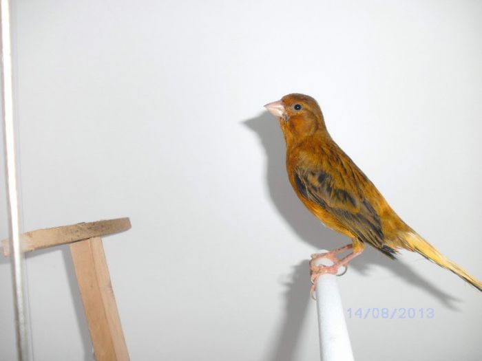 BILD0086 - canari2013