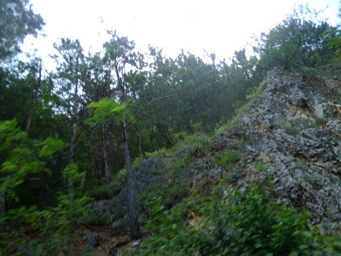 P1050930