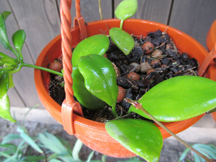 vanuatuensis-2010 - HOYA-2013