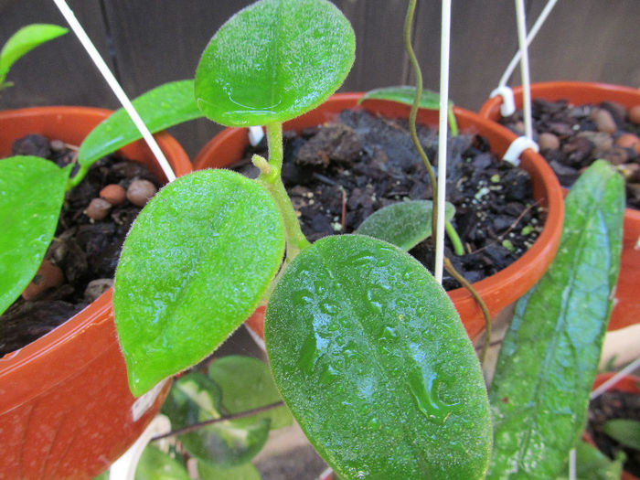 ciliata