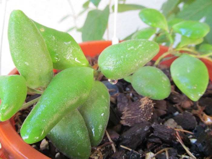 breviata-2010 - HOYA-2013