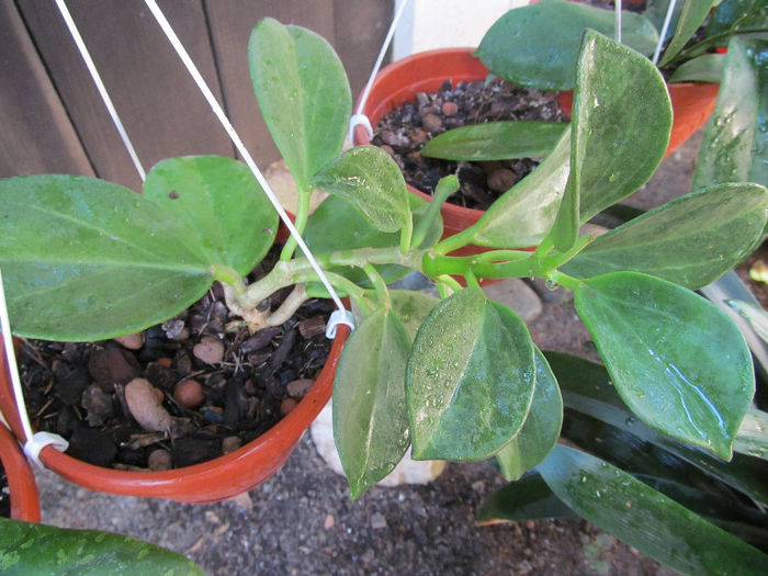 pachyclada-2011