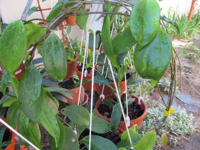 neo-ebudica-2010 - HOYA-2013