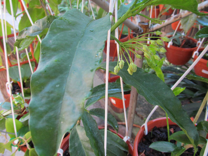 multiflora-2010 - HOYA-2013