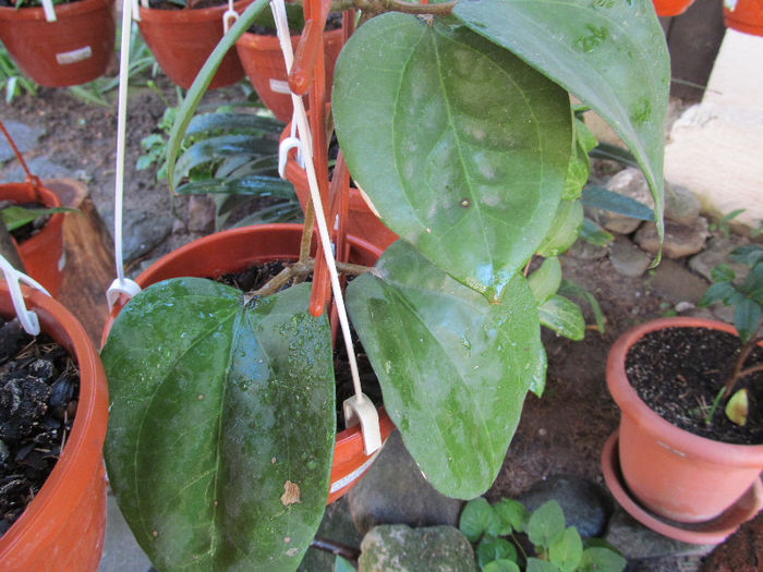 balaensis orange-2011