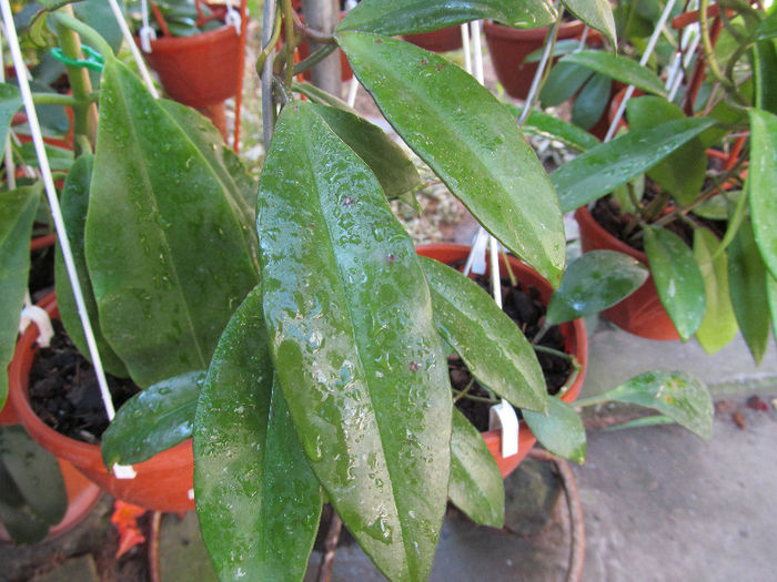 IMG_0221 - HOYA-2013