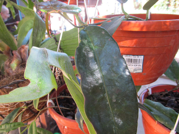IMG_0236 - HOYA-2013