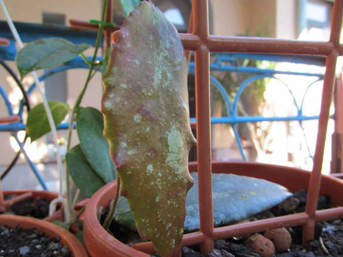 IMG_0238 - HOYA-2013