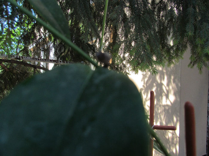 IMG_0240 - HOYA-2013