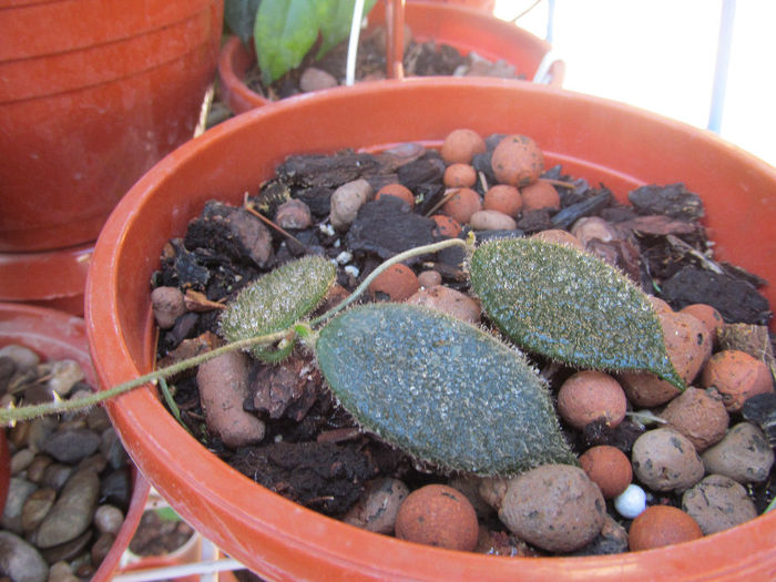 IMG_0244 - HOYA-2013