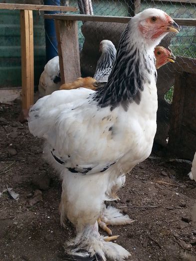 202