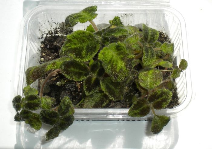 19 iunie 2013-Experiment-episcia din frunze - Emerald Velvet