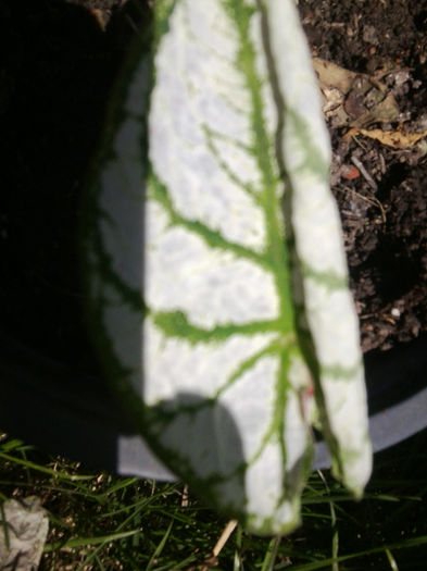 prima frunza de caladiu-2013