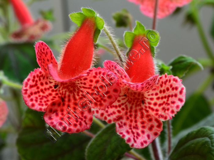 Kohleria Luci s Baby One - KOHLERIA IV - Hibrizii mei - My hybrids