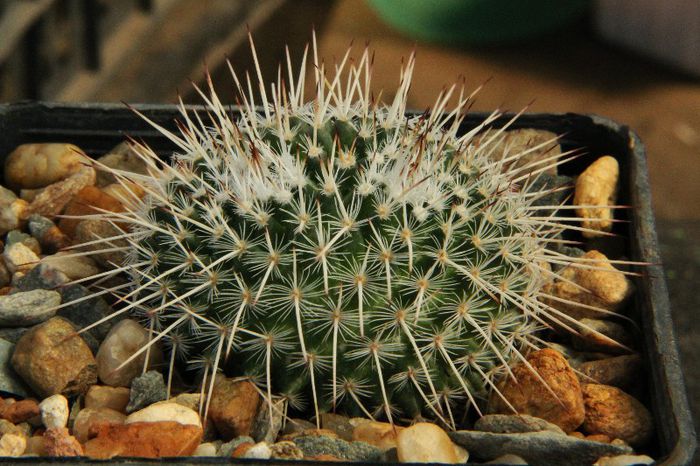 Mammillaria parkinsonii - Mammillaria parkinsonii