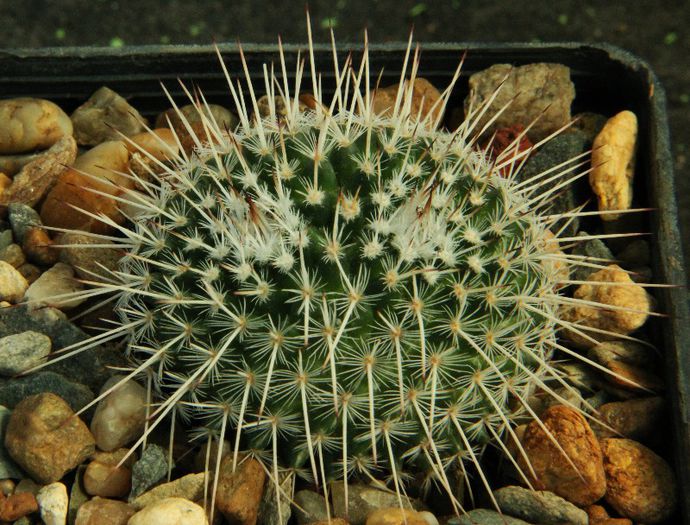 Mammillaria parkinsonii - Mammillaria parkinsonii