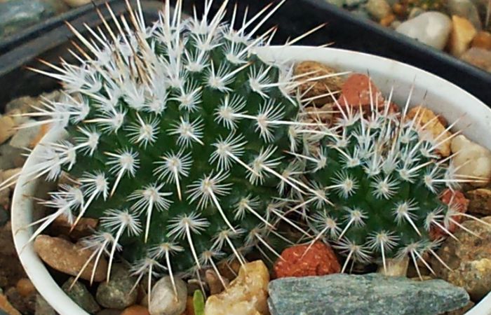 Mammillaria parkinsonii - Mammillaria parkinsonii