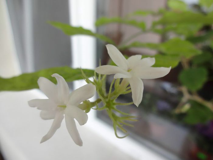 DSC01840 - Jasminum